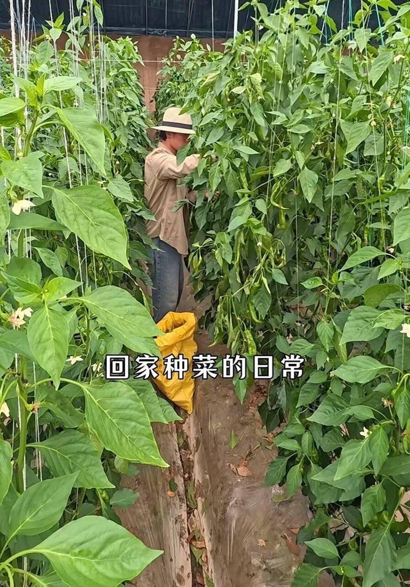 张小磊正在种菜。(取材自封面新闻)