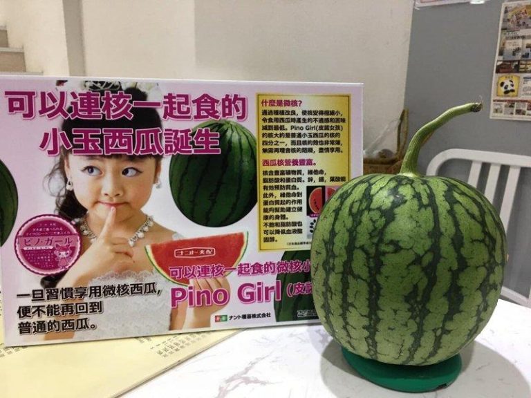 日人吃水果嫌麻烦 催生免吐籽西瓜、免削皮无毛奇异果 「Pino Girl」西瓜。(取材自脸书)