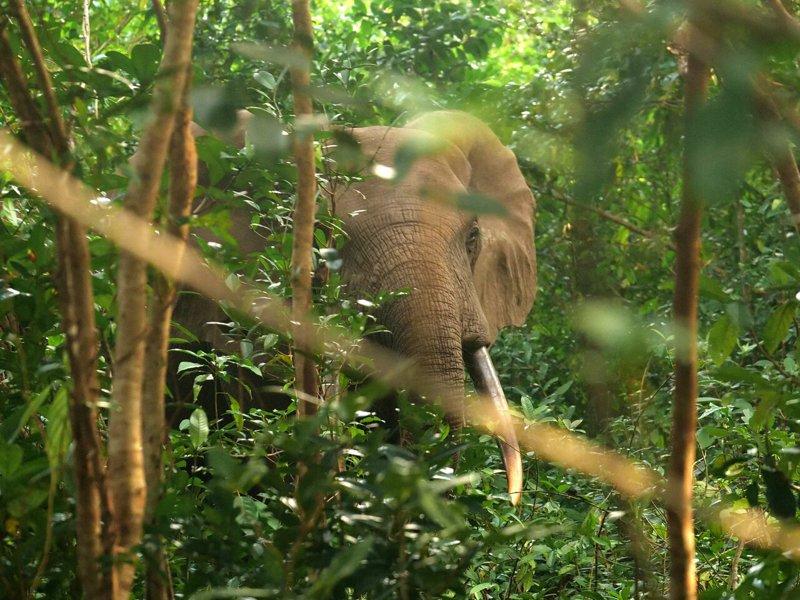 森林象隐身于加蓬庞加拉国家公园(Pongara National Park)的树...