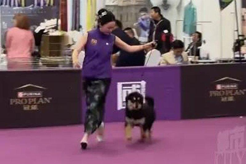 霍思燕身着旗袍牵领爱犬「杜尔衮」亮相。(取材自宁波晚报)