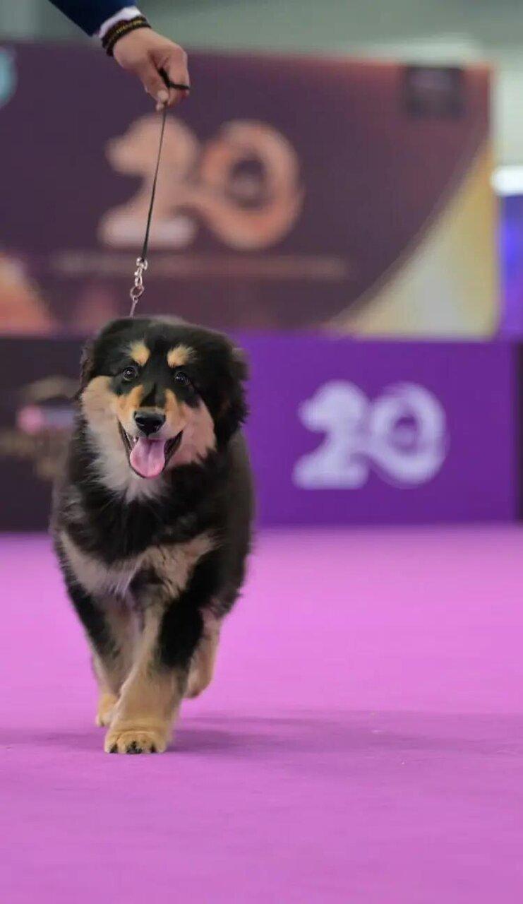 蒙古獒为世界上最古老的犬种之一。(取材自宁波晚报)