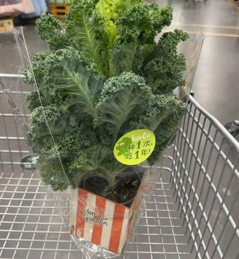 羽衣甘蓝。(视频截屏)