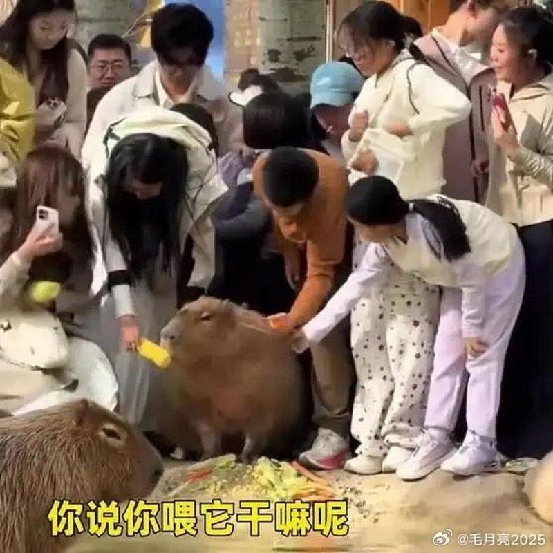 天津动物园劝导游客勿擅自投喂。 (取材自微博)
