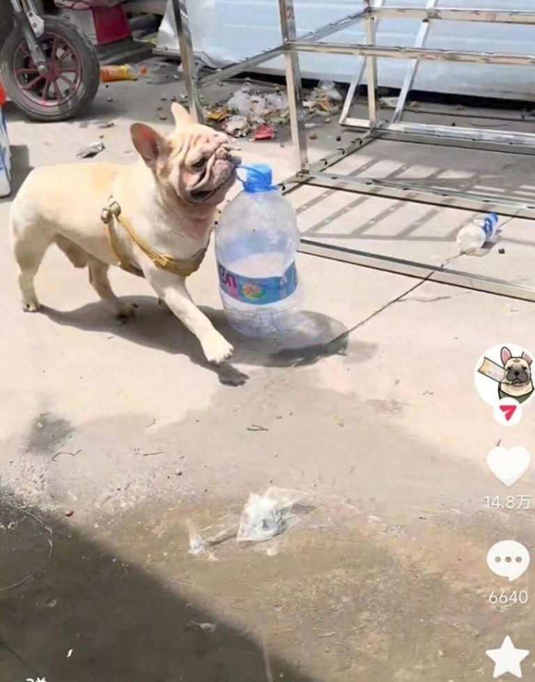 法国斗牛犬「小白」因几年如一日坚持捡瓶子走红。（取材自新民晚报）