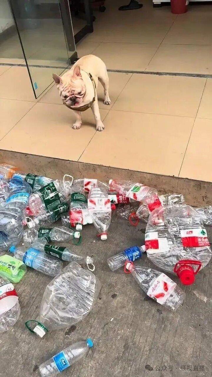 法国斗牛犬「小白」欣赏着自己的「战利品」。（取材自新民晚报）