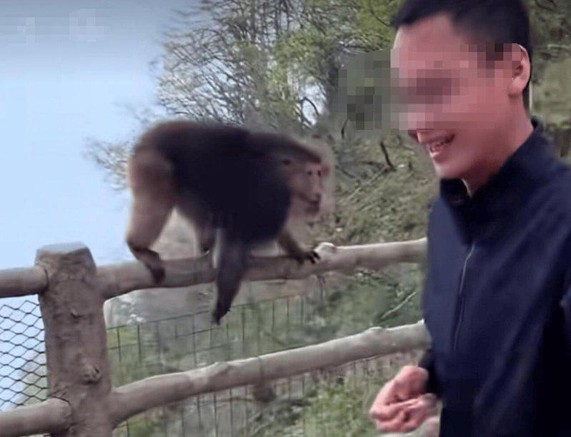 男子推猴子后嬉笑着离开。(取材自红星新闻)