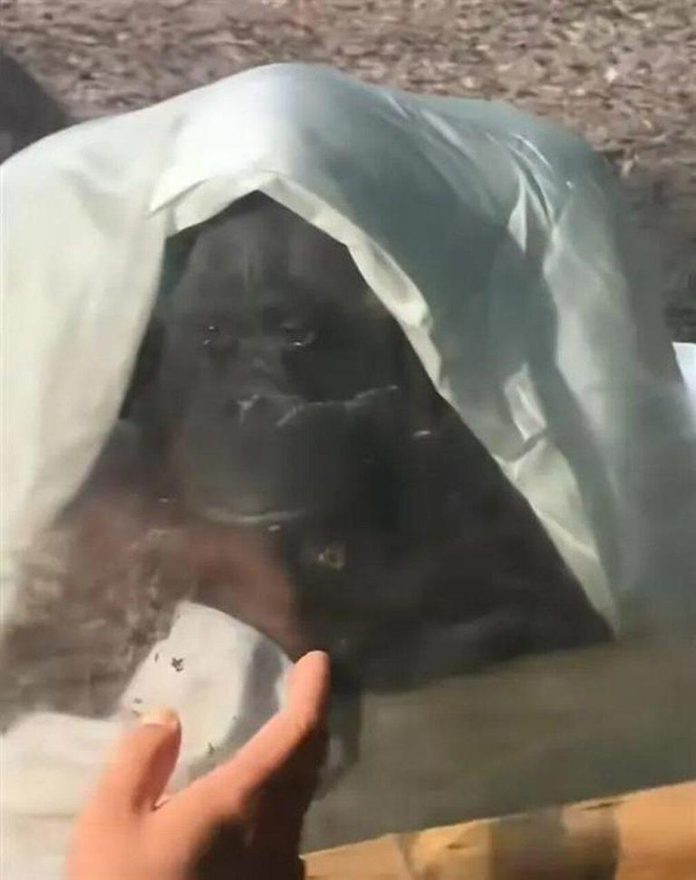 抑郁了…南京红山动物园猩猩多次落泪 网:动物园为何存在 猩猩多次当众落泪惹争议。(取材自快科技)