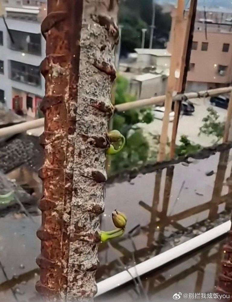 广东揭阳一名男子家未盖完的房子钢筋里发出嫩芽，引发热议。（取材自微博）