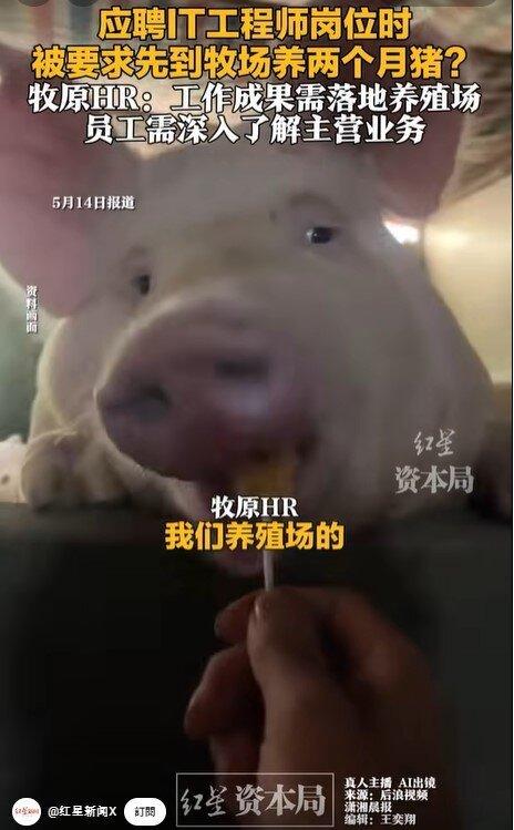 男子应聘程序员岗位被要求先养两个月猪。(视频截屏)