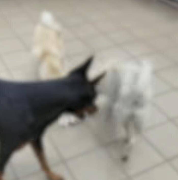 广东东莞一名男子长期领养犬只后，供家中烈性犬进行撕咬训练。（取材自羊城晚报）