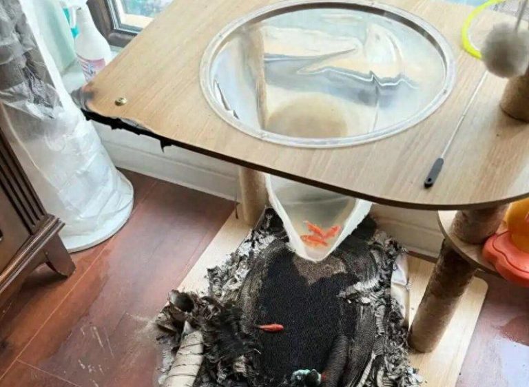 黑龙江哈尔滨发生一件惊险又离奇的火灾。起因应该是猫跳台上的透明太空舱装水养鱼，被...