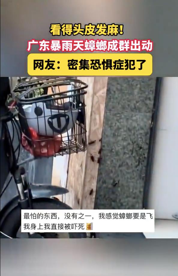 广东近日出现持续强降雨,暴雨后,大批蟑螂从下水道窜出,吓坏许多民众。(视频截屏)