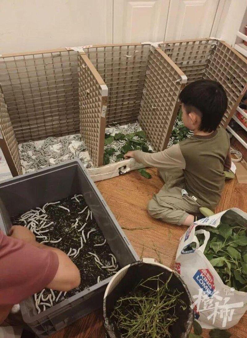 阮女士利用废弃材料自制蚕房、茧房。(取材自都市快报)