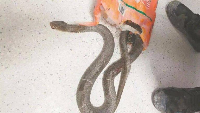 53岁闽妇被咬 活捉2米眼镜蛇去医院当 「活标本」 咬伤陈阿姨的眼镜蛇。(取材自 东南早报)