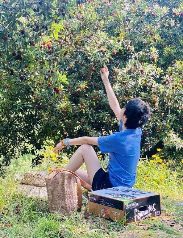 阿莲家的杨梅。(取材自潮新闻/受访者供图)