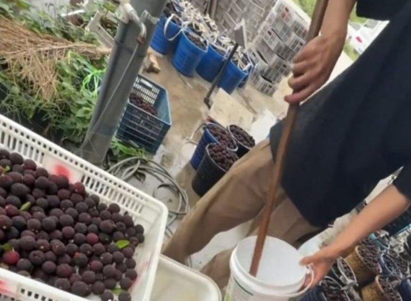 福建有杨梅收购站被揭发违规用防腐剂、甜味剂浸泡杨梅。(取材自看看新闻Knews)