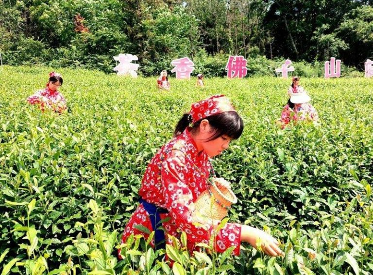 唐风茶韵 茶圣陆羽故里佛子山沉浸体验 佛子山茶园处处可见陆羽茶文化的印记,游客可学习古法采茶技艺。(本报湖北天门传真)