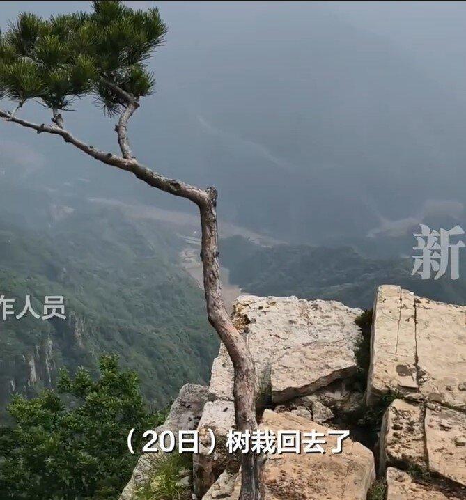 被种回去的「歪脖子松」。(新京报视频截屏)