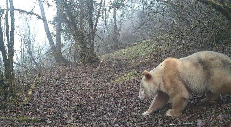 2026年3月,白色大熊猫独自穿梭于山林。(取材自成都日报/四川卧龙自然保护区供...