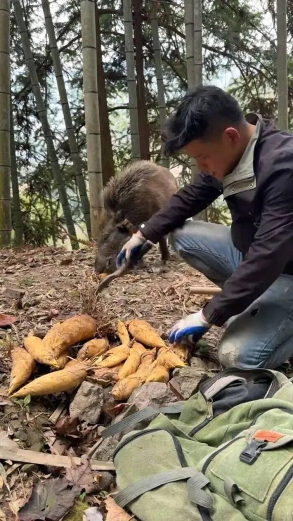 浙江小野猪靠1招每年创收12万 网赞「行走的挖笋雷达」 小野猪艾迪被网友戏称是「行走的挖笋雷达」。(取材自封面新闻)