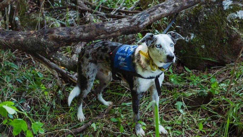搜救无尾熊的搜救犬贝尔在服役十年后光荣退休,牠在「黑色夏季」森林大火期间,曾帮助...