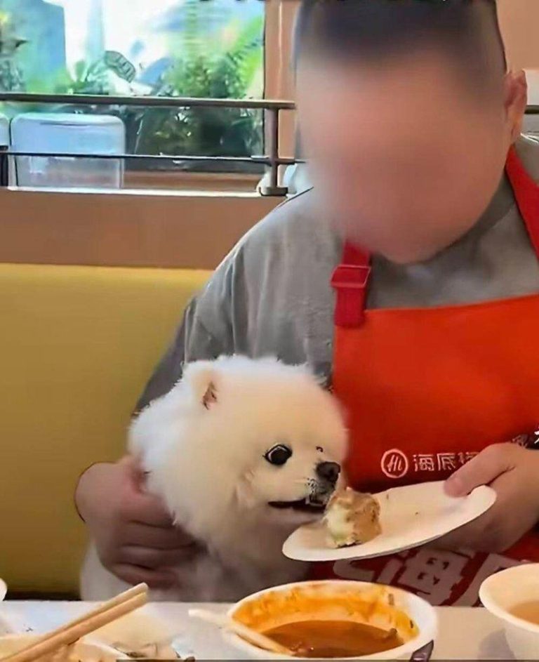 人畜不分?小狗上桌吃蛋糕惹议 海底捞喊停携宠用餐 一段宠物狗在海底捞餐位舔食餐盘中蛋糕的影片,许多网友对此大喊「无法接受」。(取材...