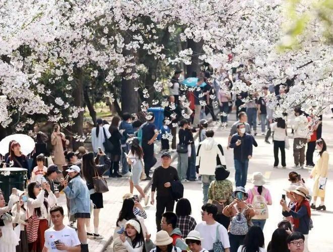 2025年3月24日,游人在武汉大学校园内观赏樱花。(取材自「凤凰周刊冷杉REC...