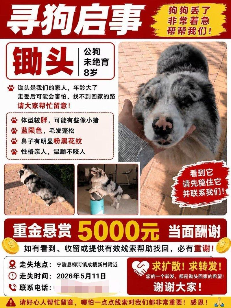 狗主人发布的寻狗启事。(取材自极目新闻)
