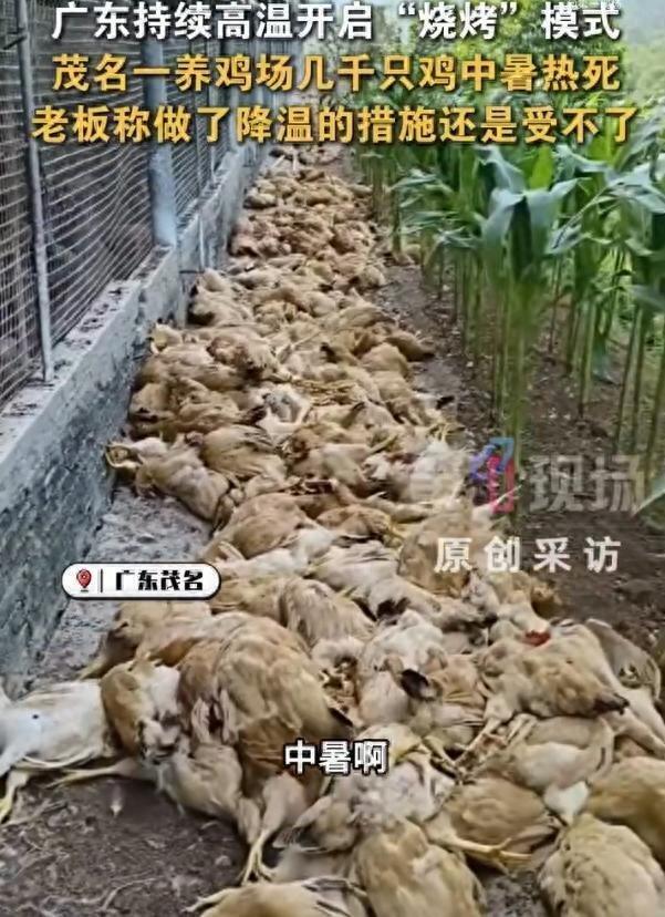 茂名一间养鸡场几千只鸡集体中暑热死。(视频截屏)