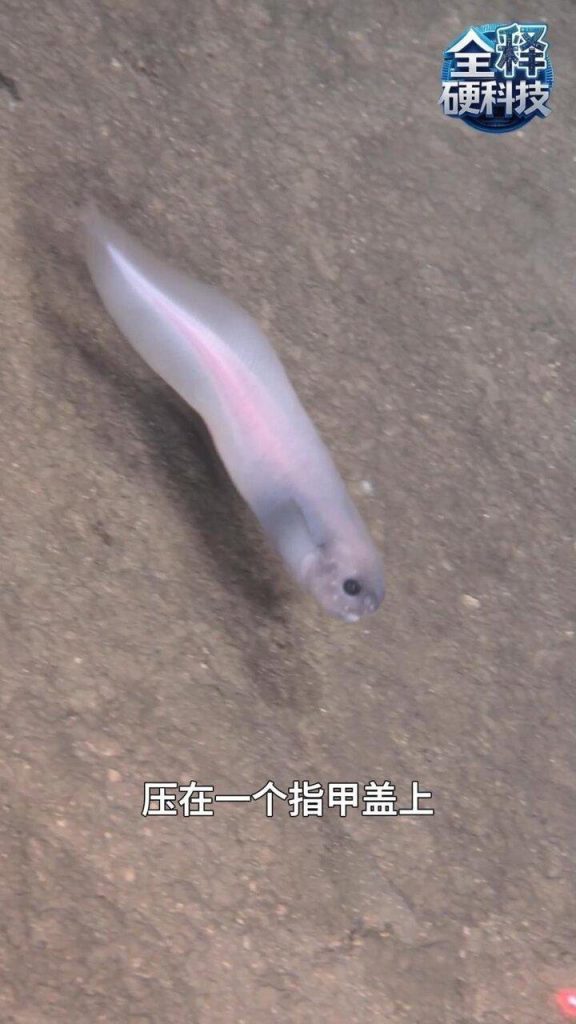 中潜水器发现「黑暗生命绿洲」 万米深海新物种刷新认知 此次找到至少3种深渊狮子鱼,能扛住相当于2吨重物压在一个指甲盖上的超强压力。(取...