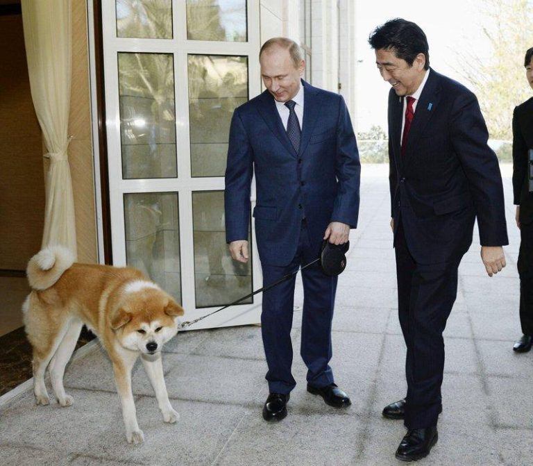 日俄狗狗外交象征 秋田犬「梦」衰老过世 2014年2月,时任日相安倍晋三(右)在俄罗斯南部城市索契(Sochi)出席日俄...