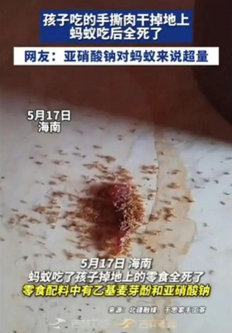 蚂蚁吃了掉地上肉干屑…集体暴毙 网惊:人吃真没事? 海南孩童手撕肉干时,碎屑不慎掉落地面,一群蚂蚁前来啃食后竟全部死亡。(视频截屏)