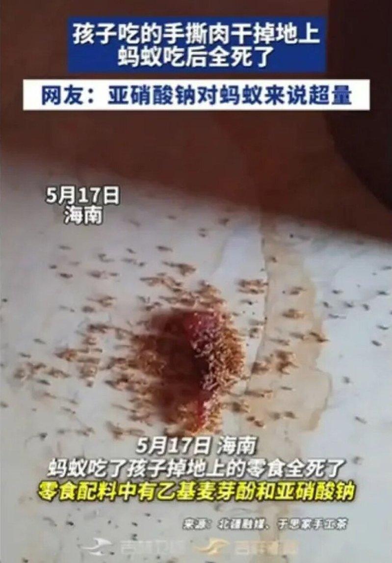海南孩童手撕肉干时,碎屑不慎掉落地面,一群蚂蚁前来啃食后竟全部死亡。(视频截屏)