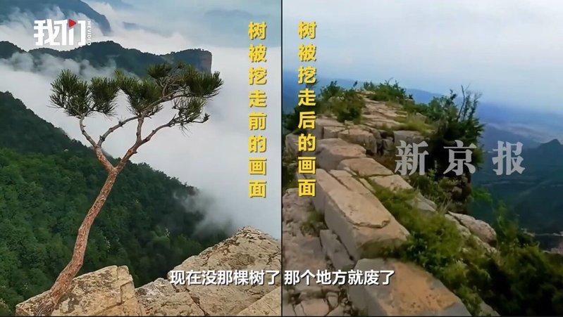 「歪脖子松」被盗前后对比。(新京报视频截屏)