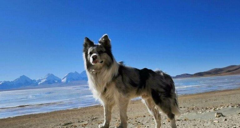 百万粉丝边牧被人顺走、转卖180元 主人誓报「杀犬之仇」 「锄头」旅行照片。(取材自极目新闻)
