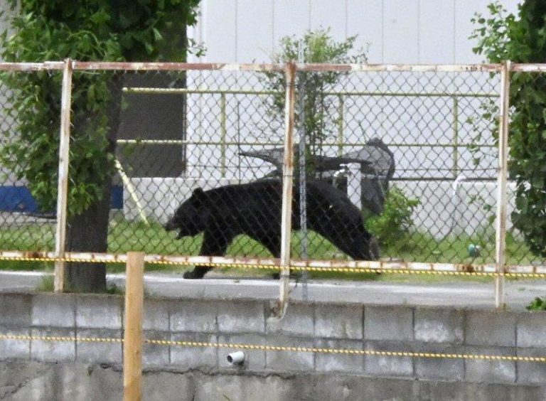 日本近期多地熊害频传，福岛市的工厂及附近住宅，2日上午有4人遭熊攻击受伤送医。图...