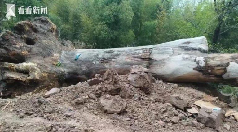 被指挡路强迁 浙600年古树死了 镇长60万封口:签字才给 浙江省天台县日前爆出因工业园区建设,违规异地迁移两棵树龄超过500年的一级古树。...