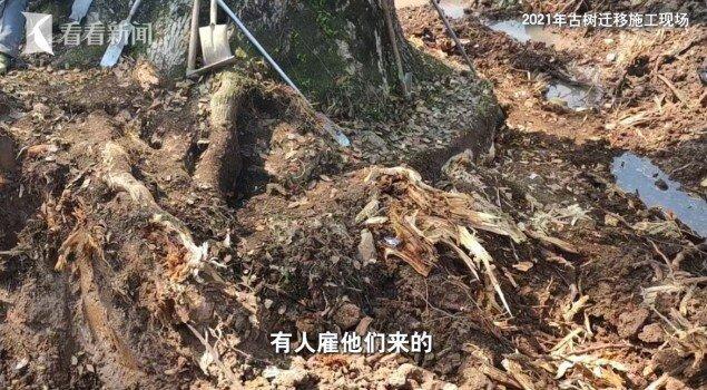浙江省天台县日前爆出因工业园区建设,违规异地迁移两棵树龄超过500年的一级古树。...