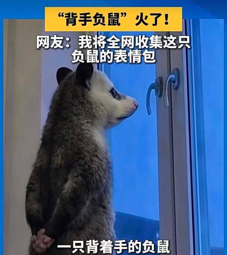 这几天，很多人的聊天软件都被一个外形有点像老鼠的动物「承包」了。(取材自中国日报...