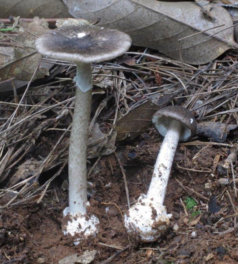 武汉近期进入多雨季节,野生蘑菇大量生长。当地疾控部门提醒,被称为「头号毒王」的灰...