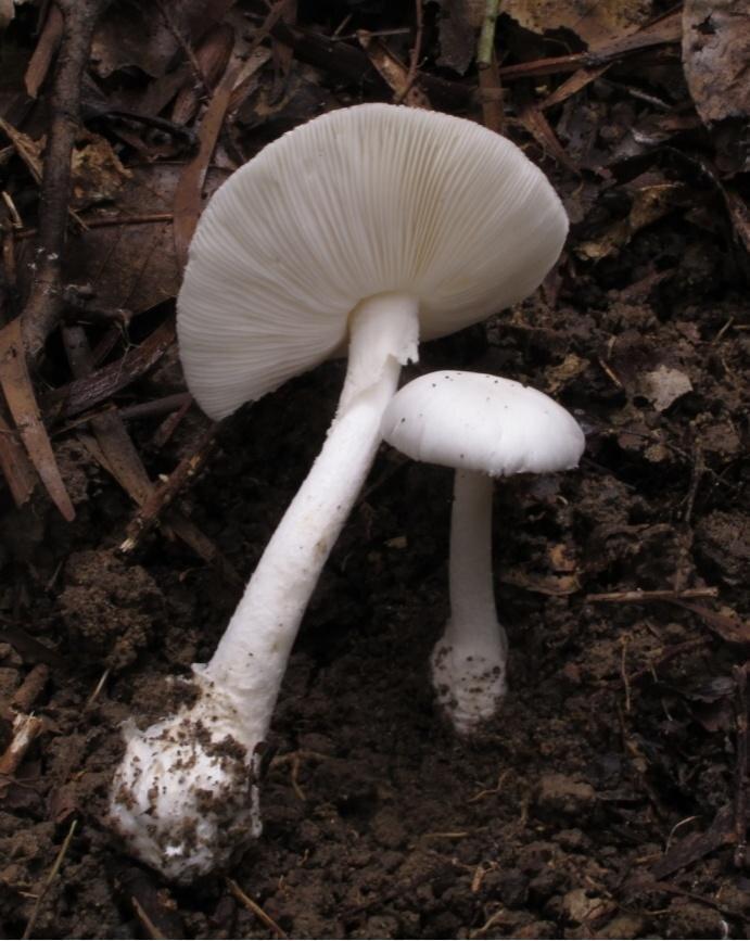 被称为「头号毒王」的灰花纹鹅膏已进入高发期。(取材自武汉广播电视台)