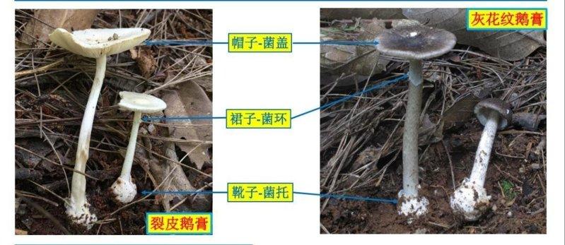 不少人误认颜色鲜艳的蘑菇才有毒,但多数致命鹅膏类蘑菇外观呈白色或灰白色,与食用菇...