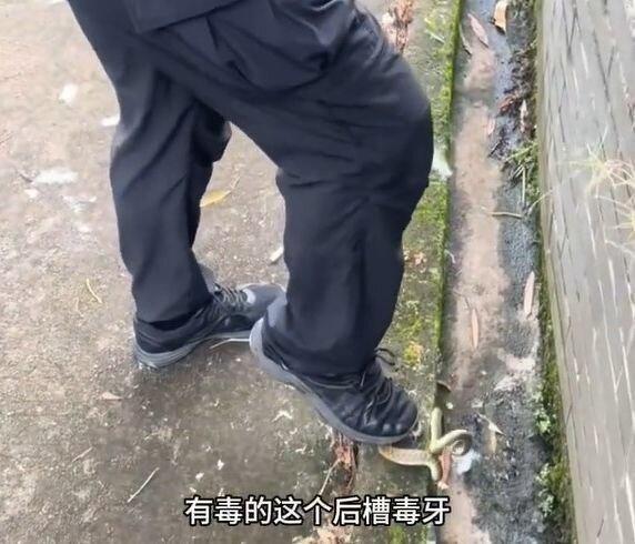 男子在路边发现一条虎斑颈槽蛇，用脚踩住蛇头再用力踩死。（视频截屏）