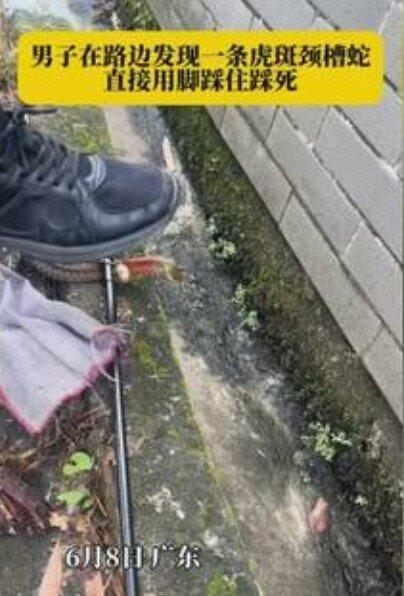 男子在路边发现一条虎斑颈槽蛇，用脚踩住蛇头再用力踩死。（视频截屏）