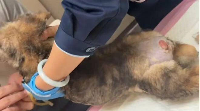 重庆近日爆发一起由「虐狗争议」引发的大规模群众聚集事件。(取材自微博)