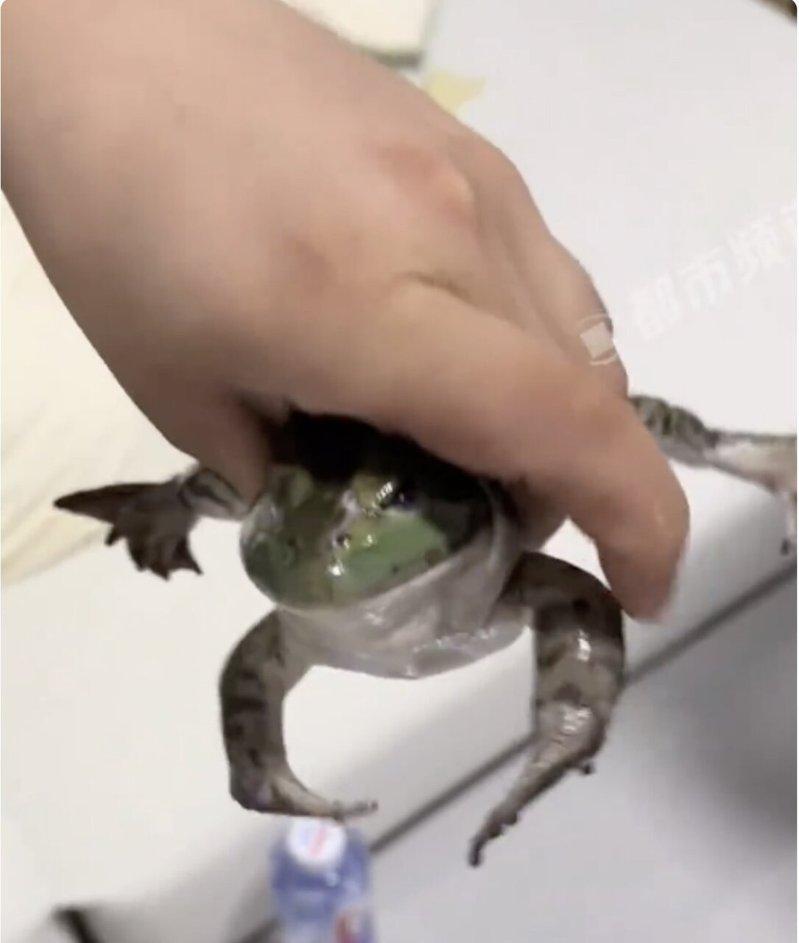 女子让商家牛蛙不要烧直接送过来,结果收到了一袋子的活牛蛙。(视频截屏)