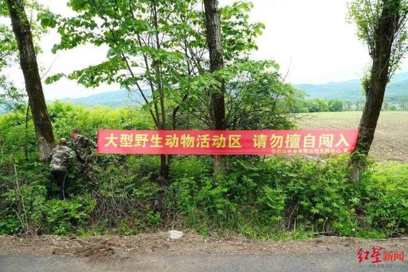 蛟河境内出现野生东北虎，当地做了警示标语，劝导民众不要入山。(取材自红星新闻)