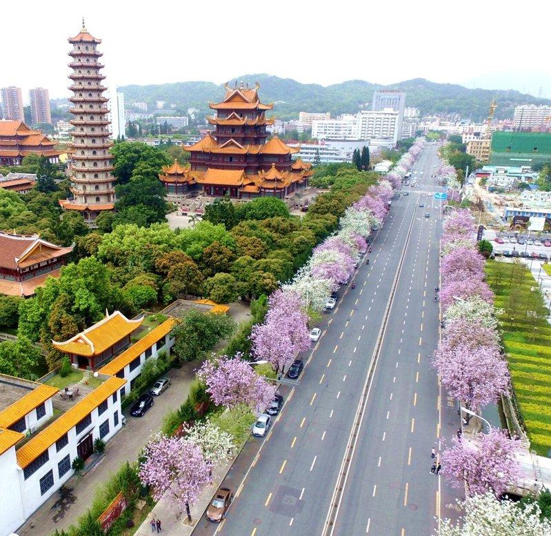 福州有名的景观树羊蹄甲花朵盛开，市区「花道」一片春意盎然。（中新社）