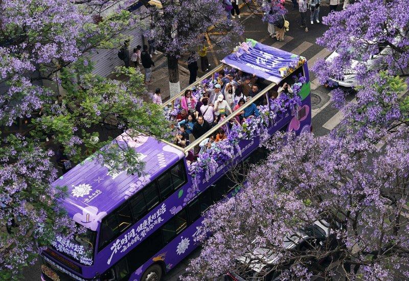 云南省昆明市教场中路、盘龙江畔的蓝花楹竞相绽放，吸引众多市民和游客乘坐蓝花楹观光...