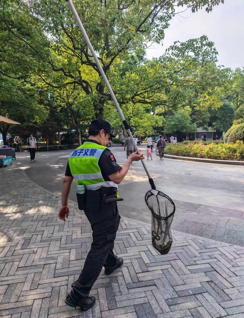 端午节将至之际,杭州西湖近日惊现青蛇,景区工作人员随后将之捕捉并野放。(取材自浙...